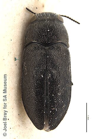 Pseudanilara piliventris, SAMA 25-034682, SE, photo by Joel Bray for SA Museum, holotype, adapted from original, CC BY NC SA 4.0
